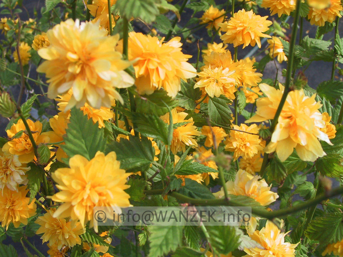Kerria japonica Pleniflora 03.JPG